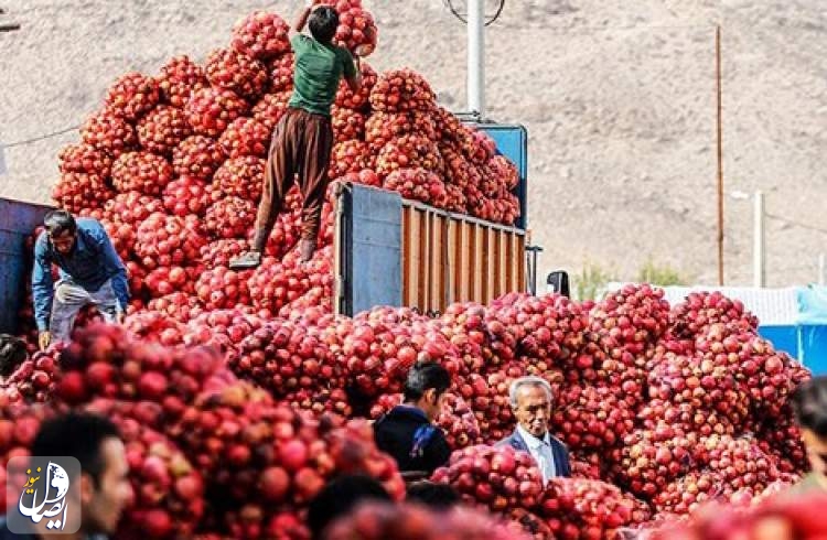 افزایش ۱۰۰ درصدی صادرات انار/ برآورد تولید ۱.۲ میلیون تُنی انار به رغم خشکسالی و سرمازدگی