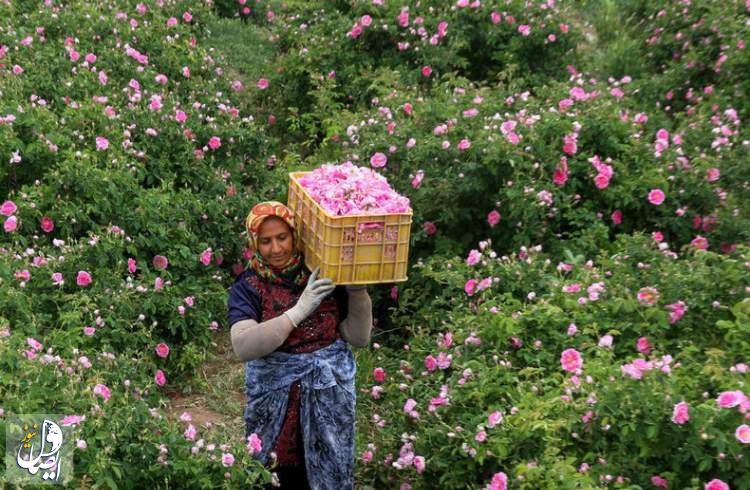 ایران رتبه اول تولید غنچه گل محمدی و گلاب را در دنیا دارد
