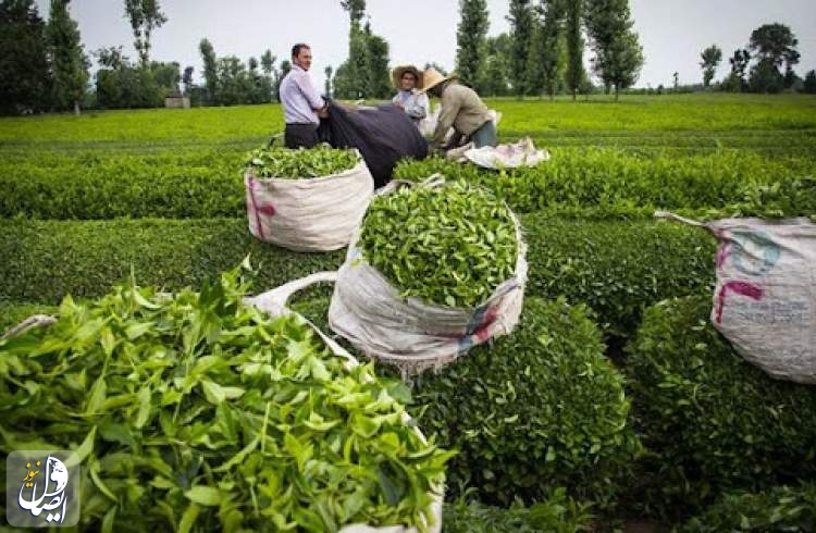 آغاز برداشت چین دوم برگ سبز چای در استان‌های گیلان و مازندران