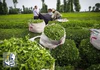 آغاز برداشت چین دوم برگ سبز چای در استان‌های گیلان و مازندران