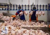 خرید بیش از 35 هزار تن گوشت مرغ تولید داخلی توسط شرکت پشتیبانی امور دام کشور