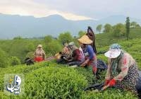 خرید ۸۴ هزار تن برگ سبز چای از چای‌کاران