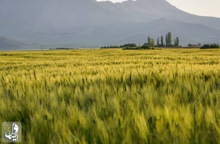 آیین آغاز سال زراعی و کشت پاییزه در مزارع استان مرکزی برگزار شد