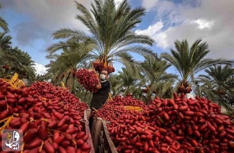 برداشت خرما در سیستان و بلوچستان از مرز ۲۴۰ هزار تن فراتر رفت