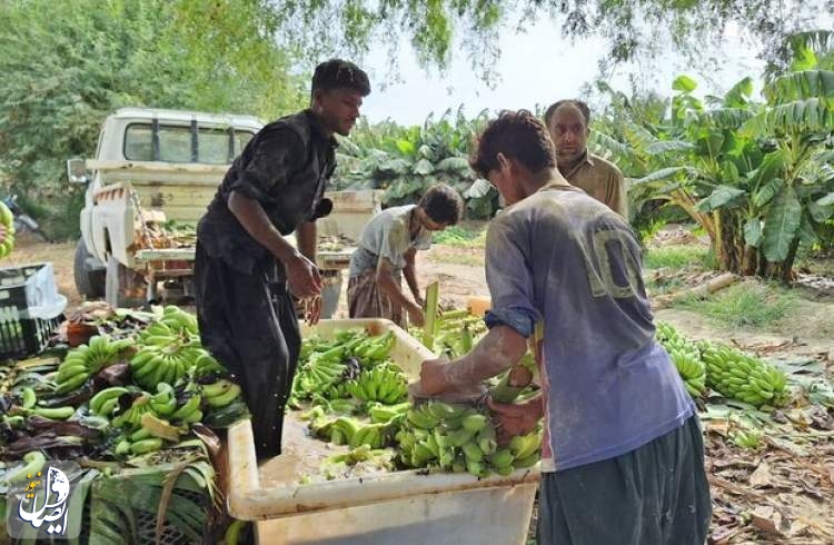 برداشت ۱۵۵ هزار تن موز در سیستان و بلوچستان